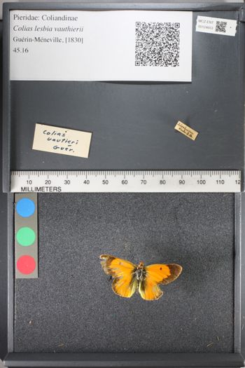 Media type: image;   Entomology 124653